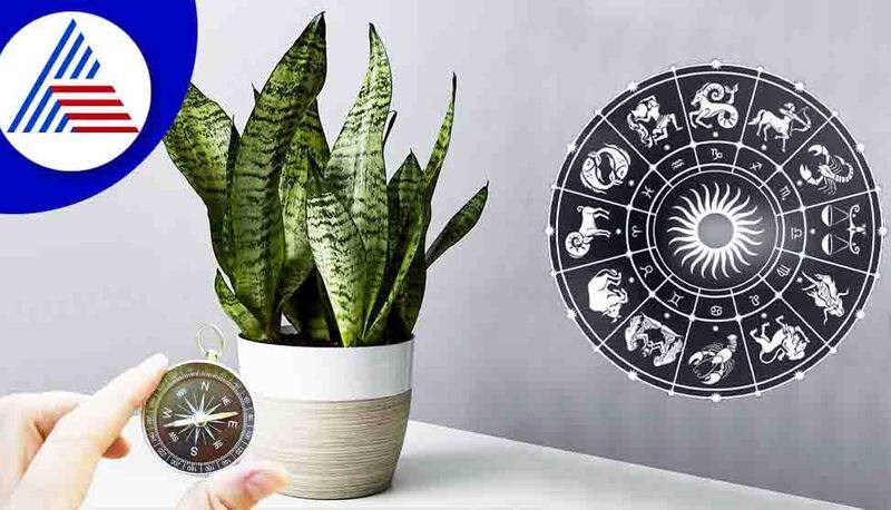 5 plants that will bring financial prosperity as per Vastu skr