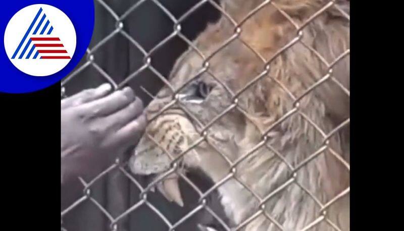 Caught On Camera: Zookeeper Has Finger Bitten Off By Lion After Teasing It Through Cage