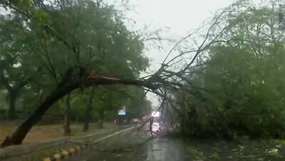 10 PHOTOS:कहीं बीच सड़क गिरे पेड़ तो कहीं लंबा जाम, बारिश के चलते यूं बदला उत्तर भारत का मौसम