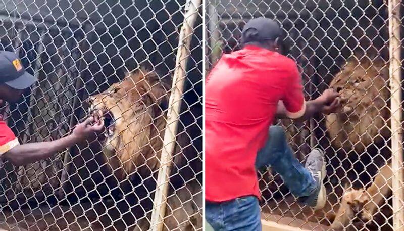 Watch Lion bites off zookeeper's finger after he sticks his hand into the cage-tgy