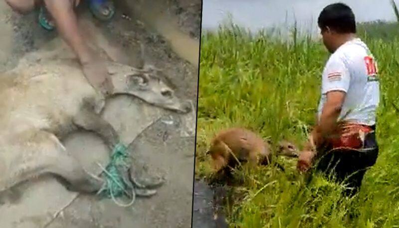 Manipur villagers rescue Sangai deer and release it into forests - gps