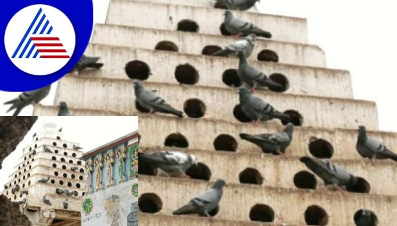 villagers save pigeon campaign in kolara gow