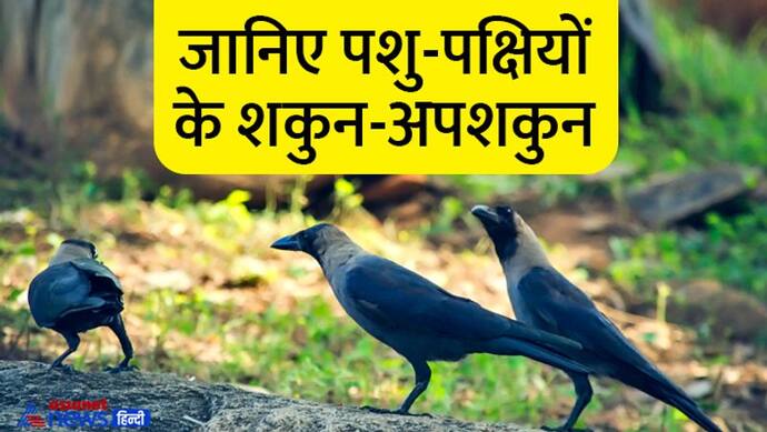 शकुन-अपशकुन: कौओं का झुंड दिखे तो समझो मिलेगी बैड न्यूज, जानें क्या होता है जब दिख जाए उल्लू