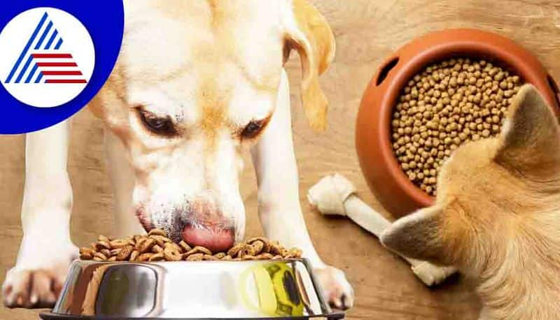 This Company Is Paying Rs 5 lakh To Eat Nothing But Dog Food For Five days Vin