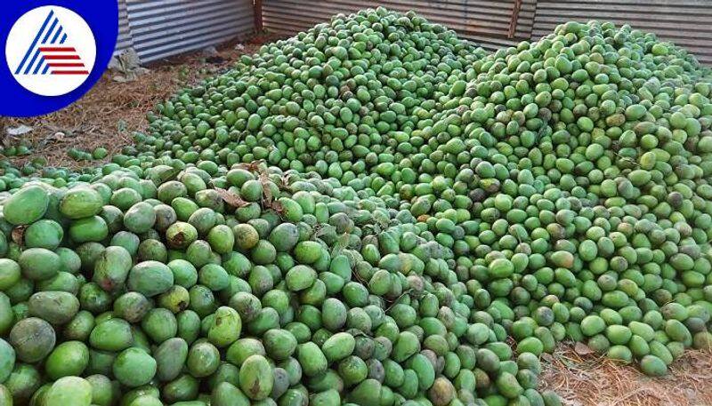 Huge Reduction in Mango Price in Dharwad grg