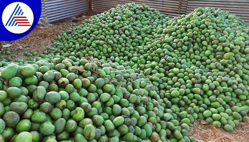 Huge Reduction in Mango Price in Dharwad grg