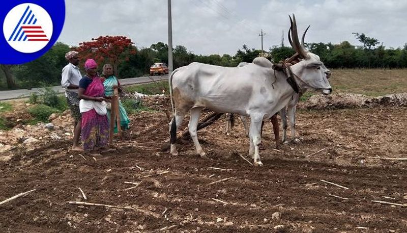 Untimely Rain Help to Farmers in Vijayanagara grg 