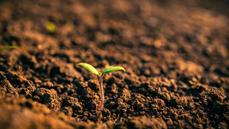 soil