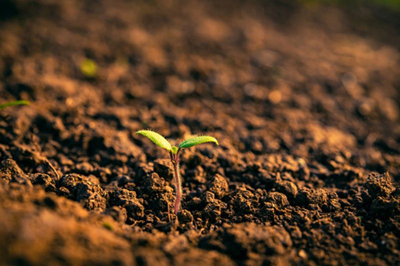 soil