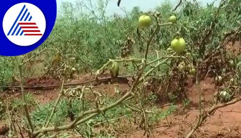 Farmers panic due to drop in tomato prices at chikkaballapur gvd