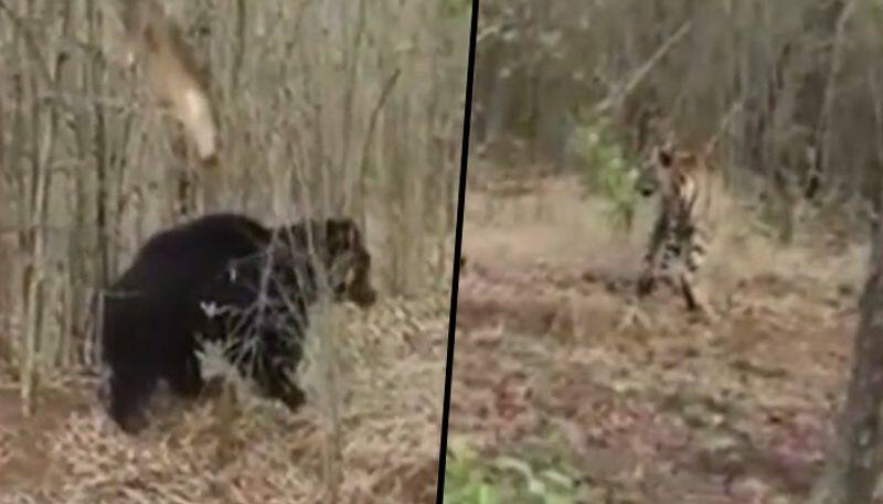 Furious sloth bear chases tiger in Tadoba Tiger Reserve; watch - gps