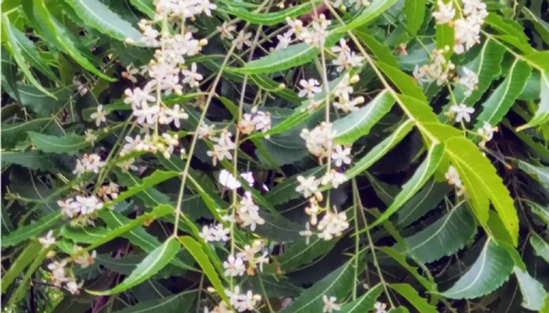 Neem ಎಲೆ ಮಾತ್ರವಲ್ಲ, ಇದರ ಮರದ ಅಂಗ ಅಂಗದಲ್ಲೂ ಔಷಧವಿದೆ - All parts of neem ...