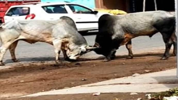 सड़क पर दो सांडों के भिड़ते ही बाजार में मची अफरा-तफरी, जान बचाकर भागने के लिए मजबूर हुए राहगीर