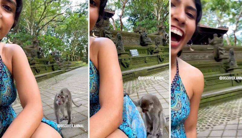 Watch Mischievous monkey lifts a woman's dress while capturing a video-tgy