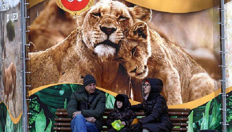 9 lions, facing starvation at Ukrainian zoo in Odesa rescued from Russian President Putin's wrath snt