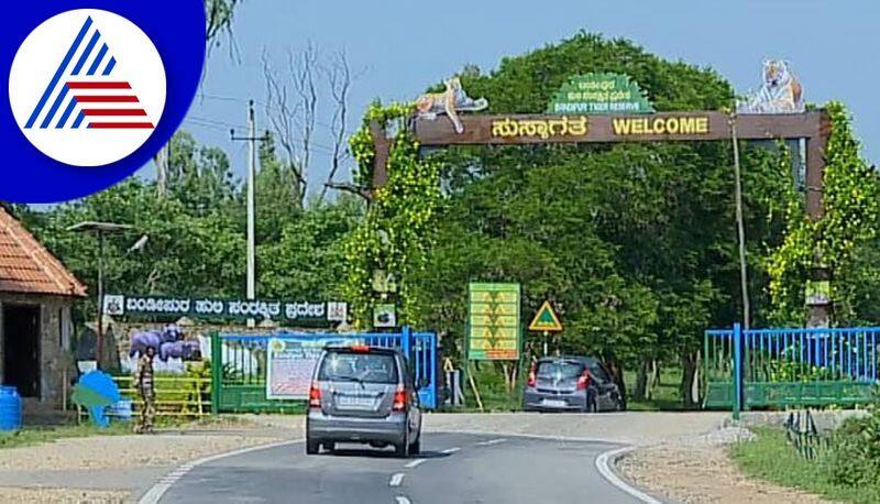 heavy rain brings back greenery to bandipur forest in chamarajnagar district gvd