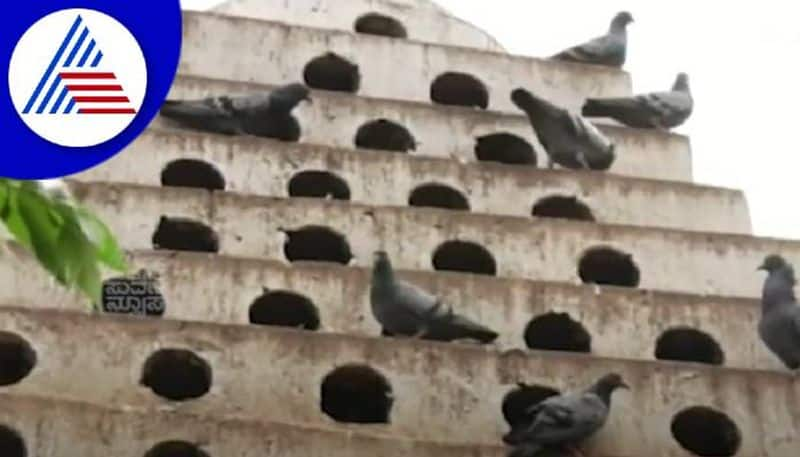 Villagers Who Feed the Pigeons in Kolar grg 