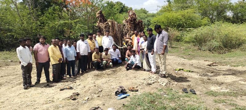 environment lover Saved 30 Years Old banyan tree at Sindhanur rbj