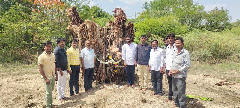 environment lover Saved 30 Years Old banyan tree at Sindhanur rbj