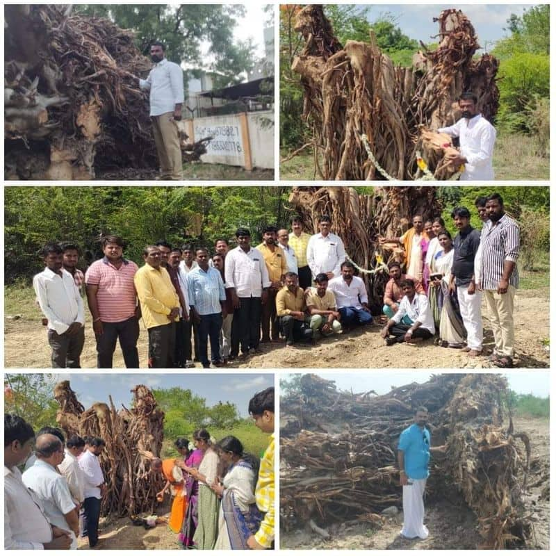 environment lover Saved 30 Years Old banyan tree at Sindhanur rbj