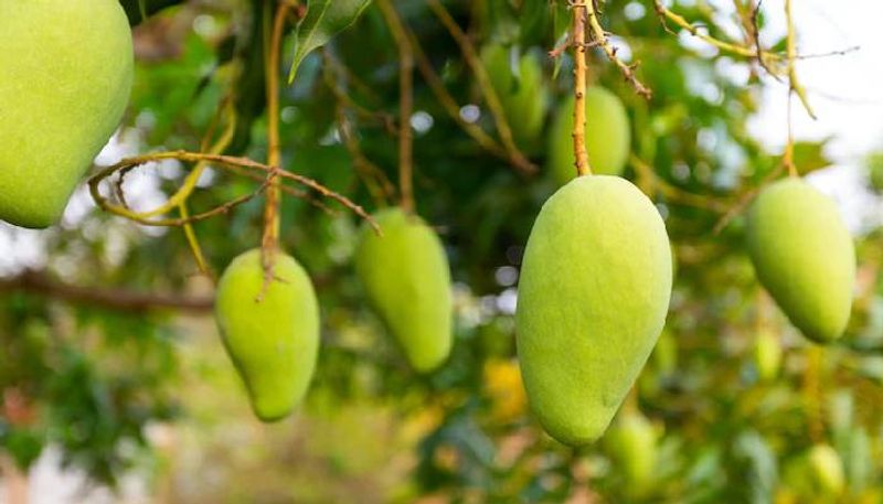 heatwave affected mango production driven up mango prices