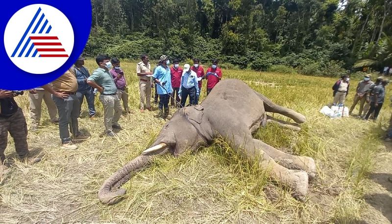 miscreants shot tusker near belur in Hassan gvd