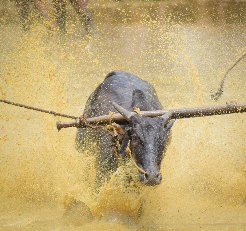 Six accused in bullock race in palakkad