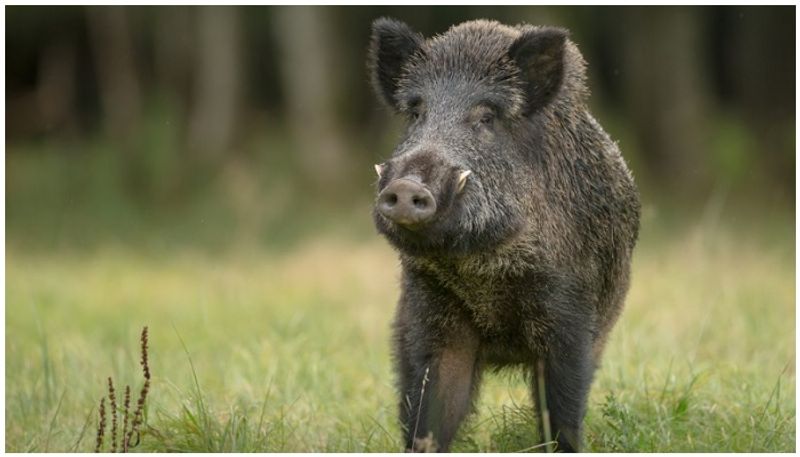 One seriously injured in wild boar attack in Alappuzha