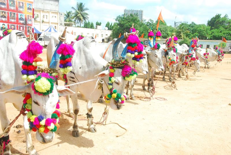 Desi Breed Cattles exhibition organized By Vishwa Hindu Parishad at Chitradurga rbj