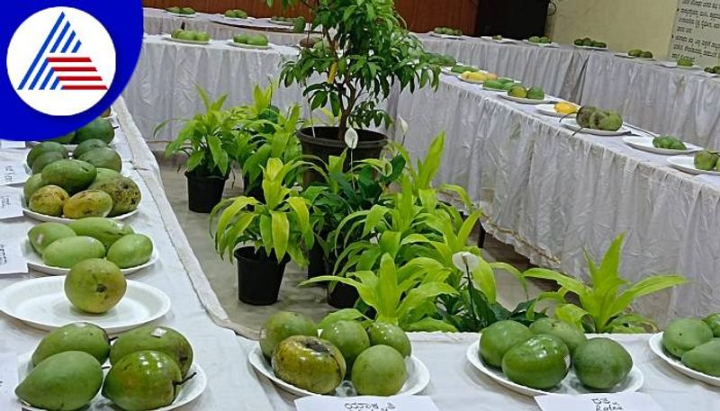 Mango Fair Will Be Held on May 30th in Ballari grg