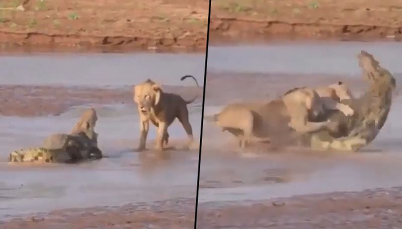 Watch hungry lions encircle the crocodile; Find out what happens next - gps