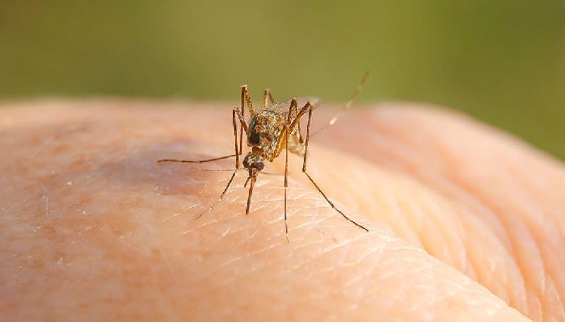 west nile fever can be fatal in some cases and know this symptoms 