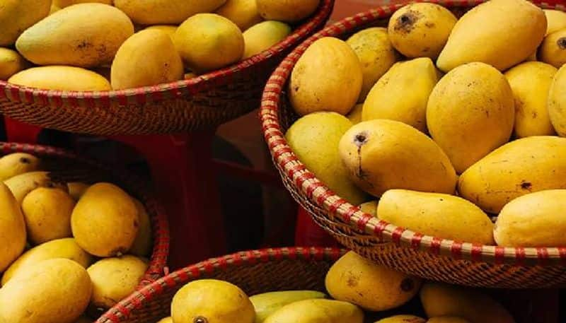 for post cancer recovery woman turned to farming 1500kg mango in first harvesting 