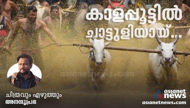 kerala buffalo running Competition photo story Anandu Prabha