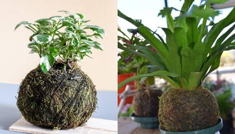 how to make Kokedama