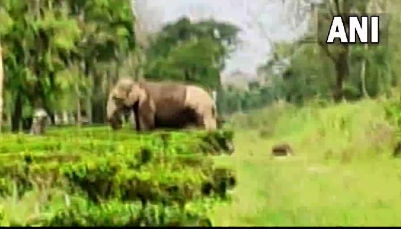 mother elephant carries carcass of her dead calf 