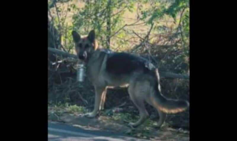 German Shepherd dog walks two km to dads office to deliver lunch