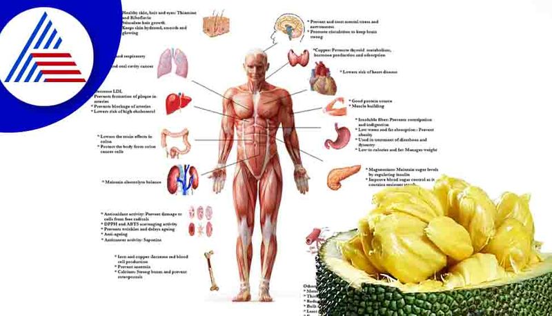 Seasonal fruit jackfruit good for diabetic and insomnia problem