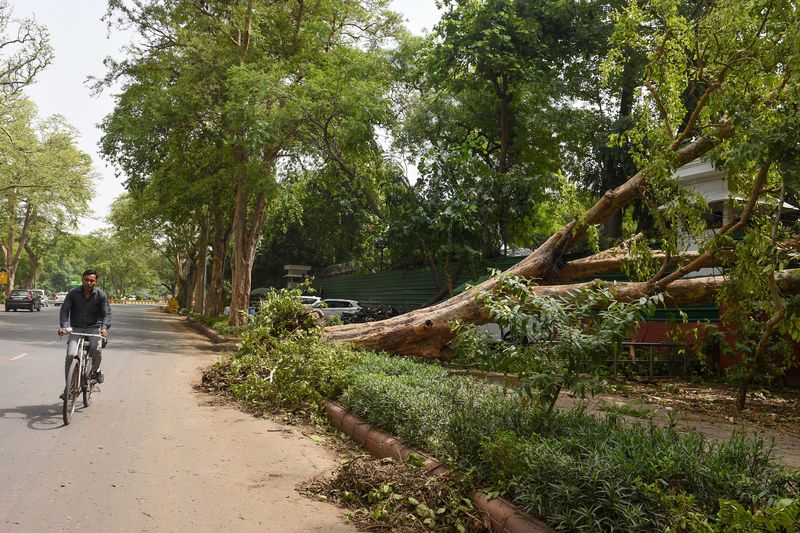 Hyderabad rains: Huge tree, current pole falls on road in MLA colony - bsb