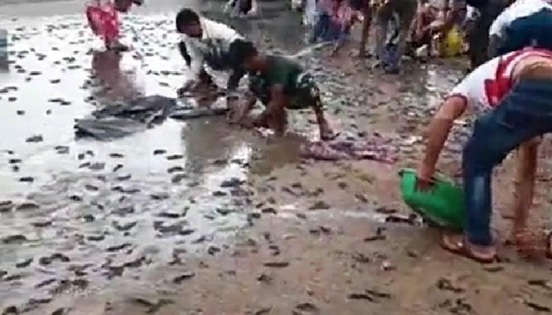 fish truck overturned and natives rushed to collect fish from road 