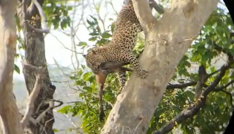 Leopard climbs tree to hund monkey at MP's Panna tiger reserve; rare video goes viral - gps