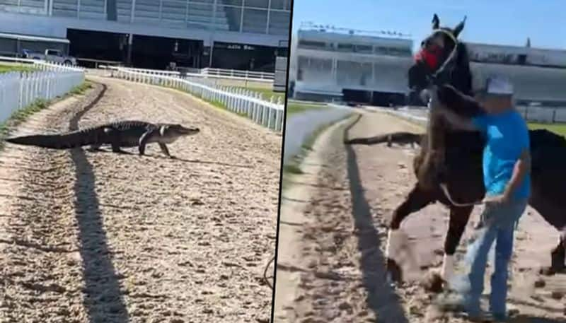 Alligator spotted on racetrack, leaving a horse petrified; watch the horrifying moment - gps