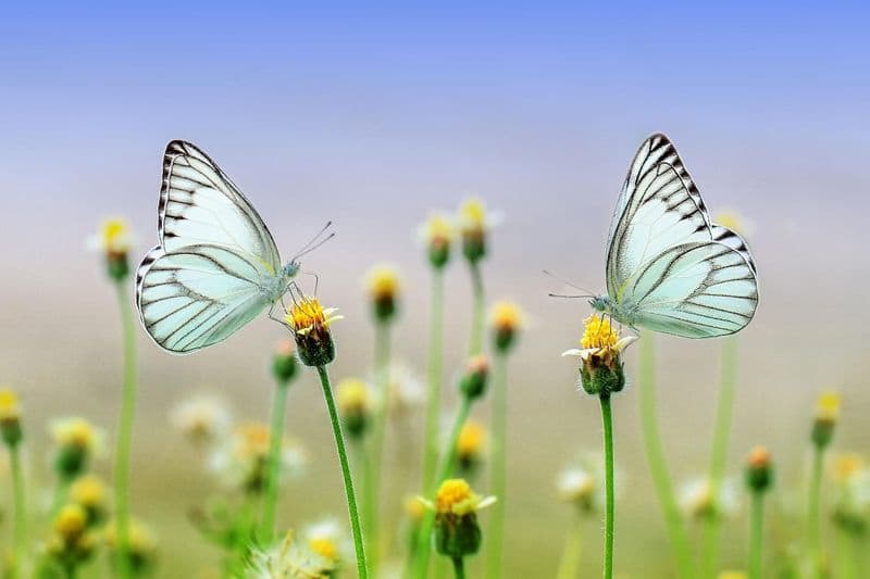 analysis the decline of butterflies due to climate change by prince pangadan