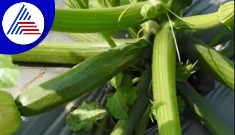 A farmer who grew a rare zucchini crop in kolar gvd