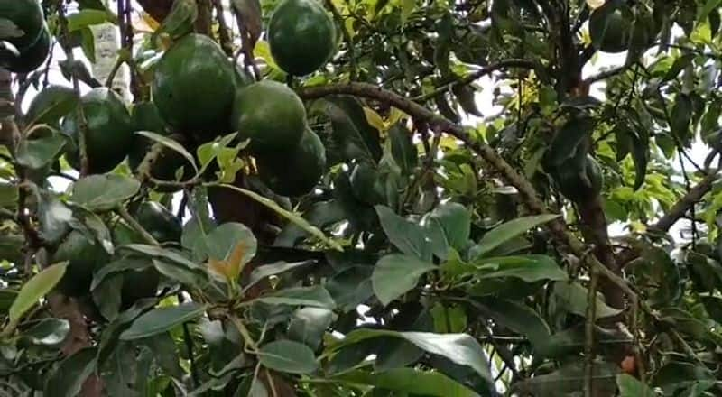 Avocado get higher price in Wayanad 