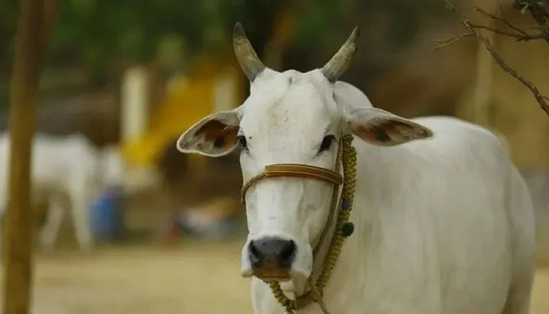 Neelavara Goshala of Udupi planing to do electricity Using Cow Dung san