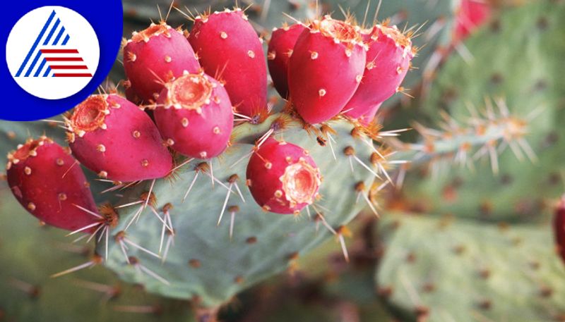 Does Prickly Pear Cactus Have Health Benefits, Know About Different Fruit Vin 