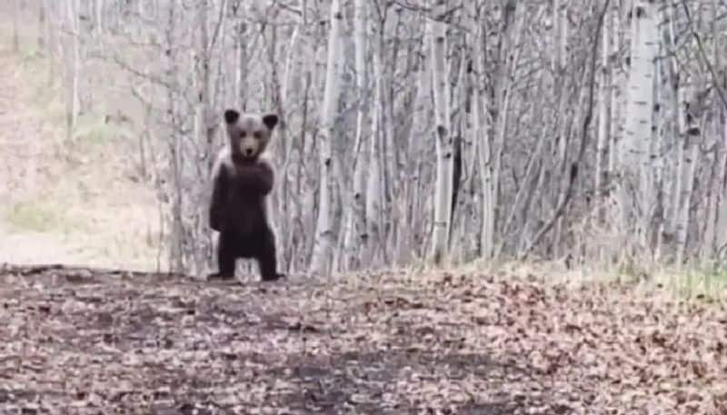 bear cub dancing happily video goes viral