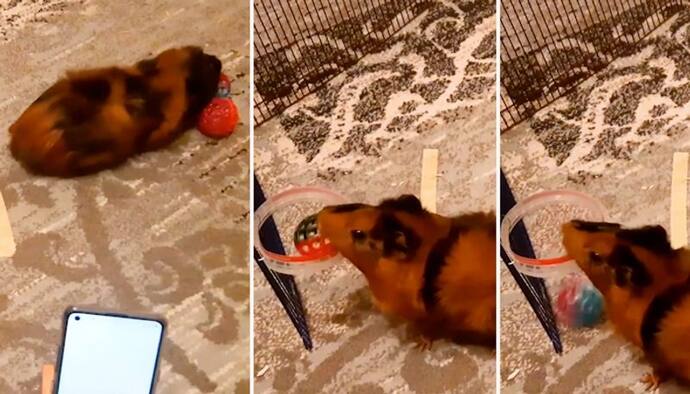 Watch: Guinea pig scores highest basketball slam dunks in 30 seconds; Sets new Guinness World Record
