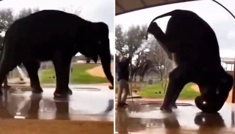 Watch Elephant does a headstand during bath-tgy